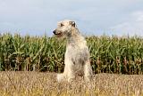 IRISH WOLFHOUND 119